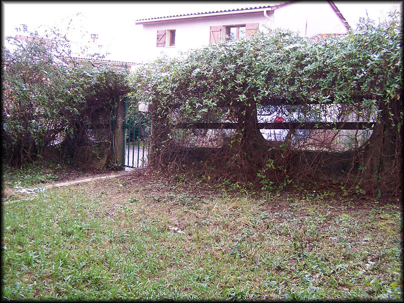 jardin avant